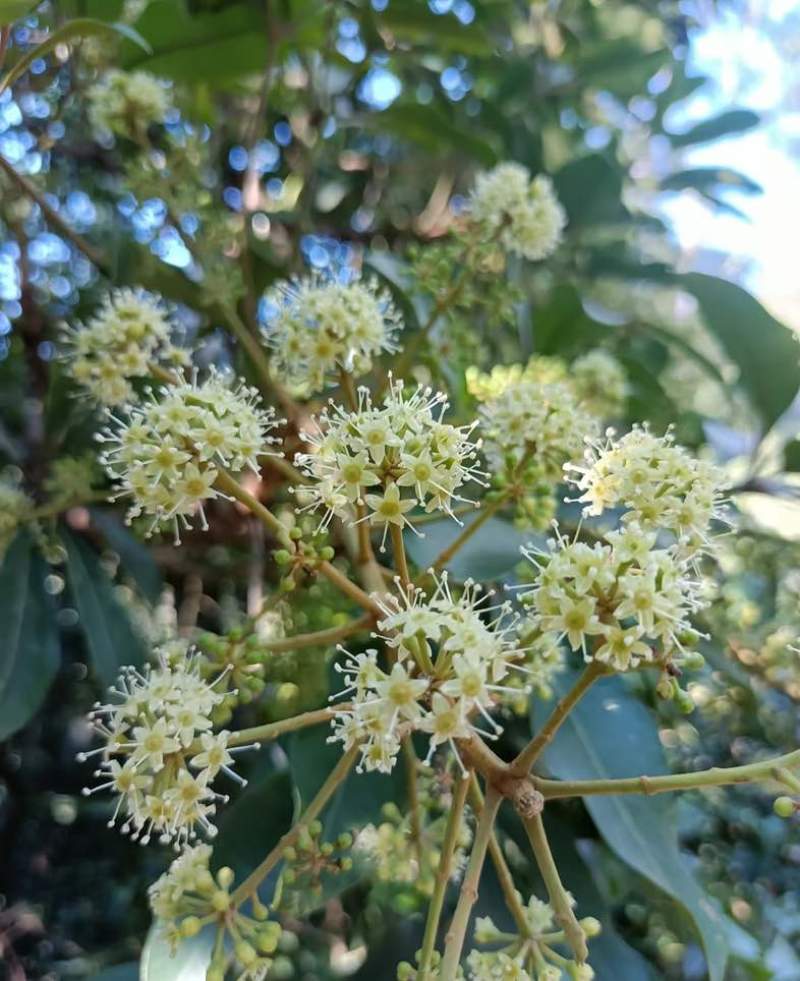 鸭脚树蜂蜜蜂蜜