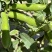 新鲜蚕豆***********