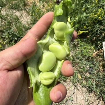 新鲜蚕豆***********