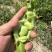 新鲜蚕豆***********