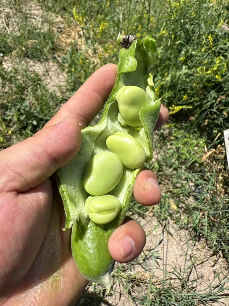 新鲜蚕豆***********