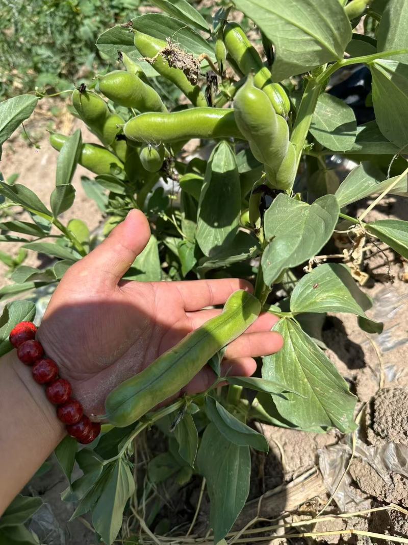 新鲜蚕豆***********