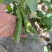 新鲜蚕豆***********