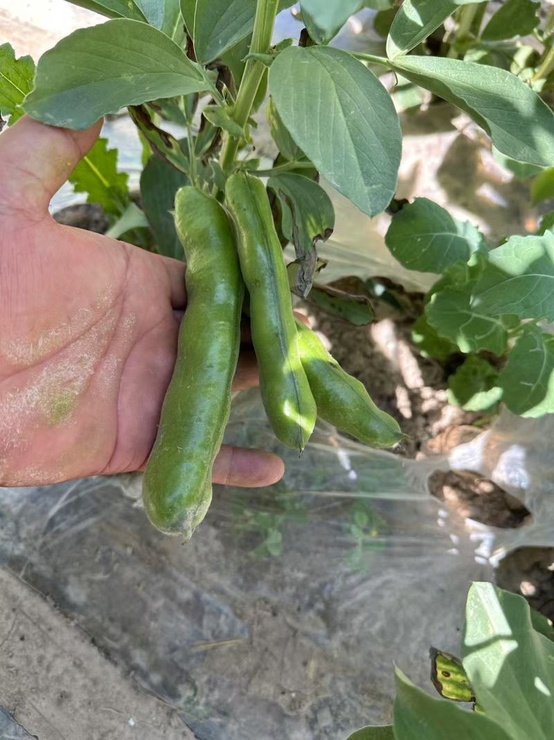 新鲜蚕豆***********