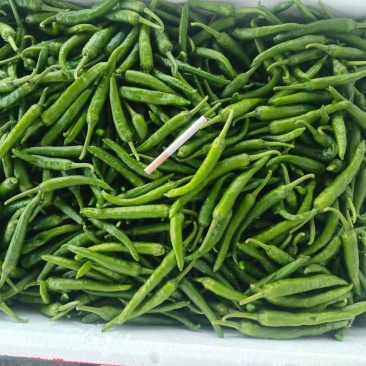 龙福椒