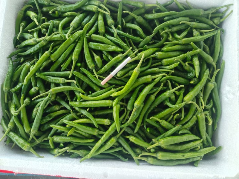 龙福椒