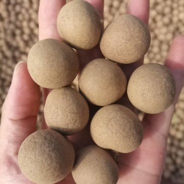 AA级桂圆干核小肉厚