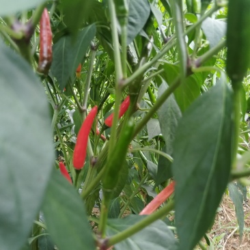 红色小米辣椒（鲜货）