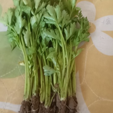 皇后芹菜苗