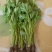 皇后芹菜苗
