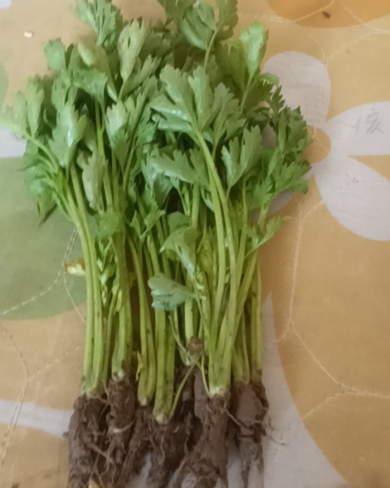 皇后芹菜苗