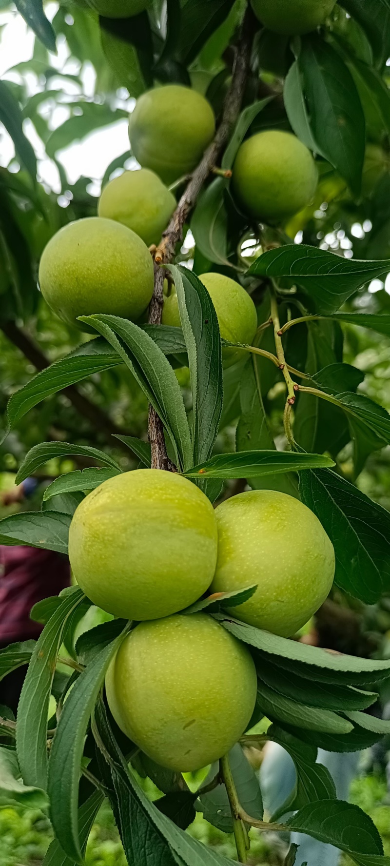 李子