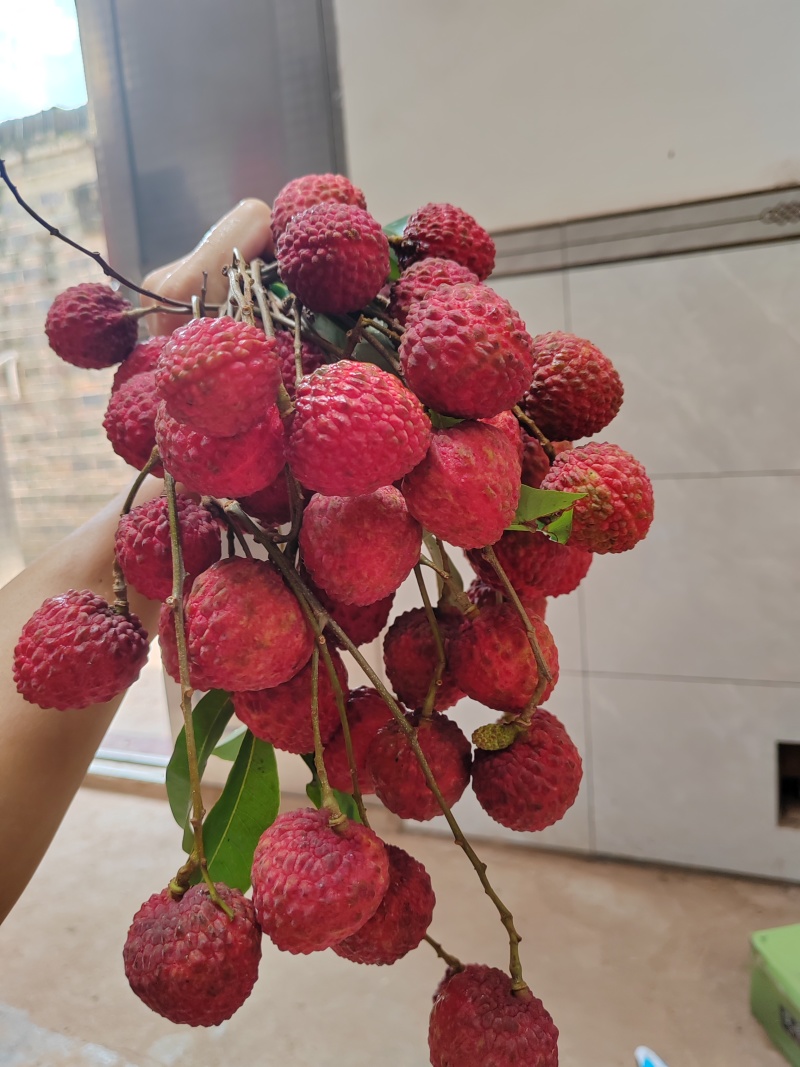 禾荔荔枝情人荔