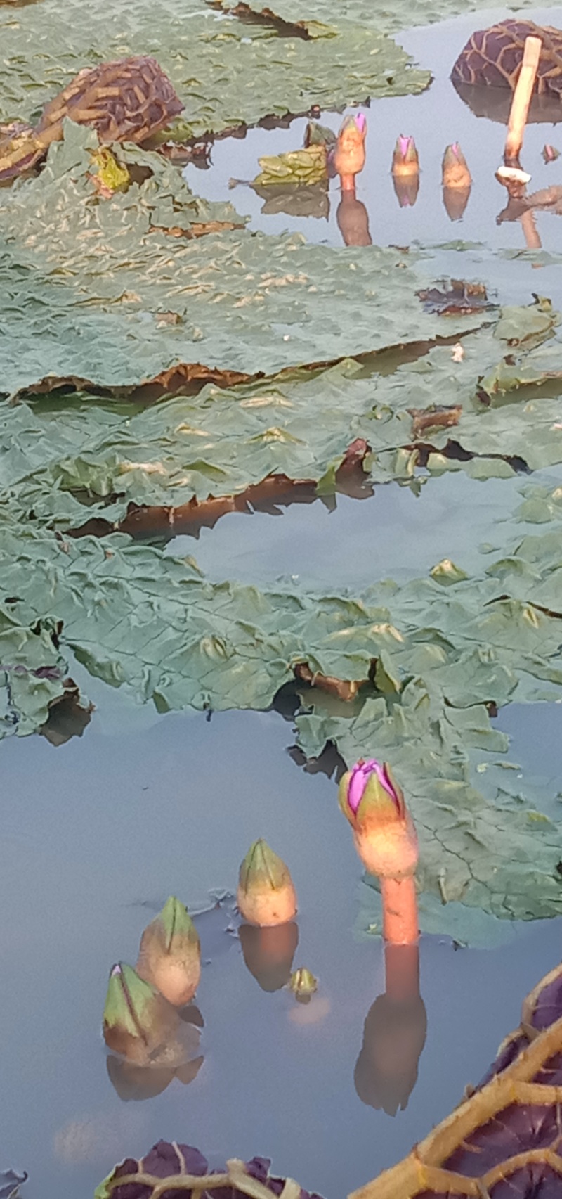 苏州南荡芡实（鸡头米）