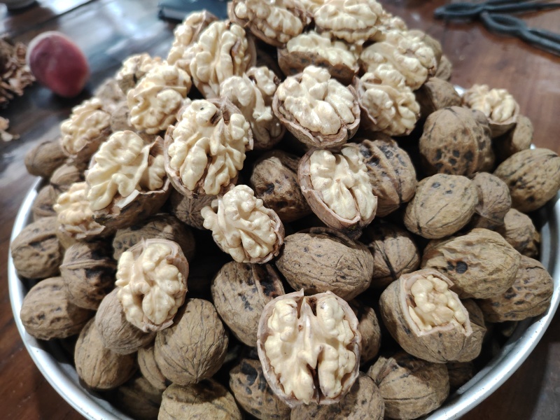大凉山鲜核桃