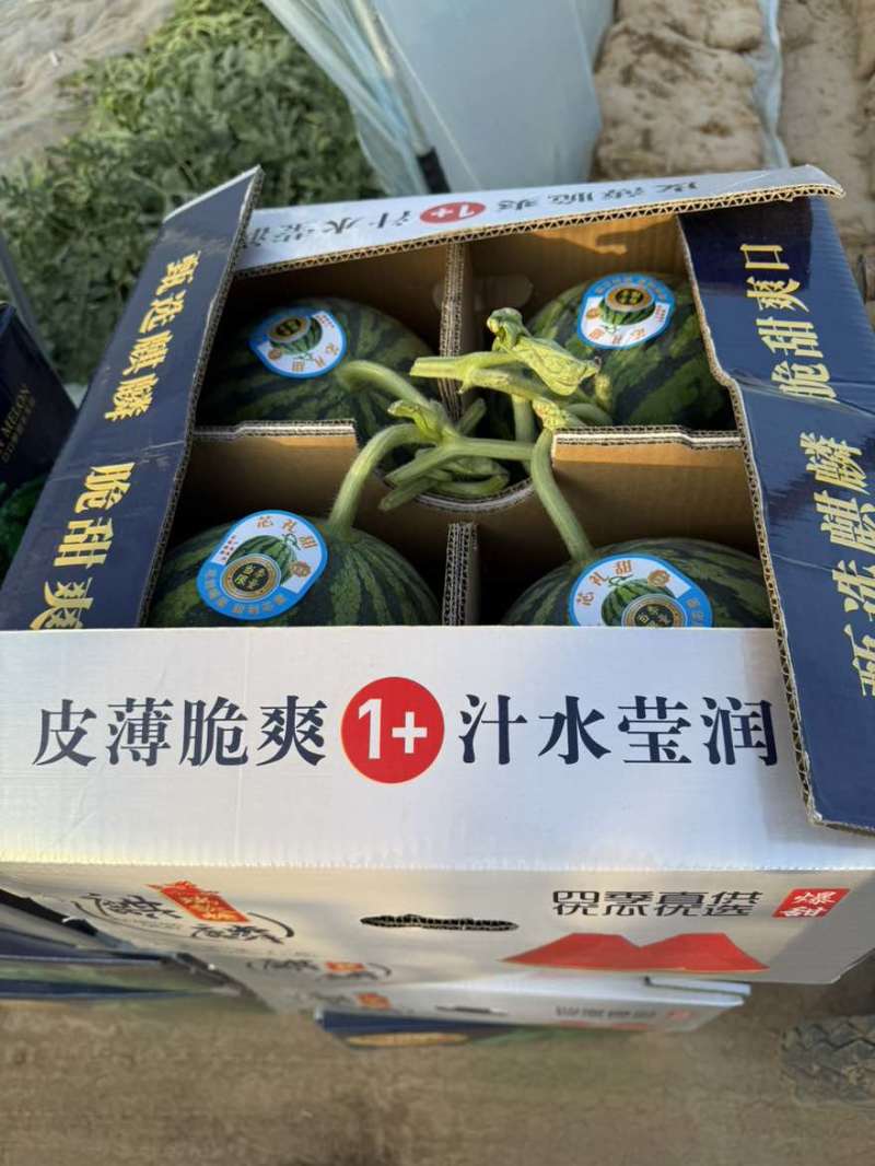 庆阳麒麟瓜