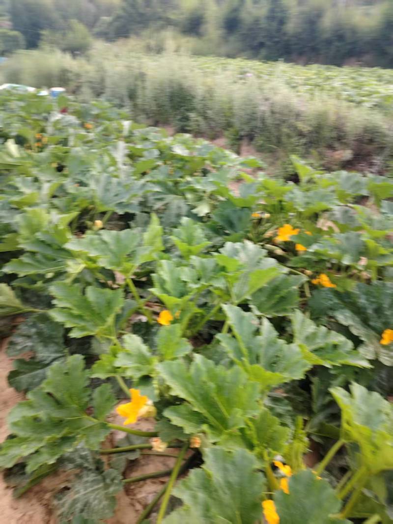 西葫芦