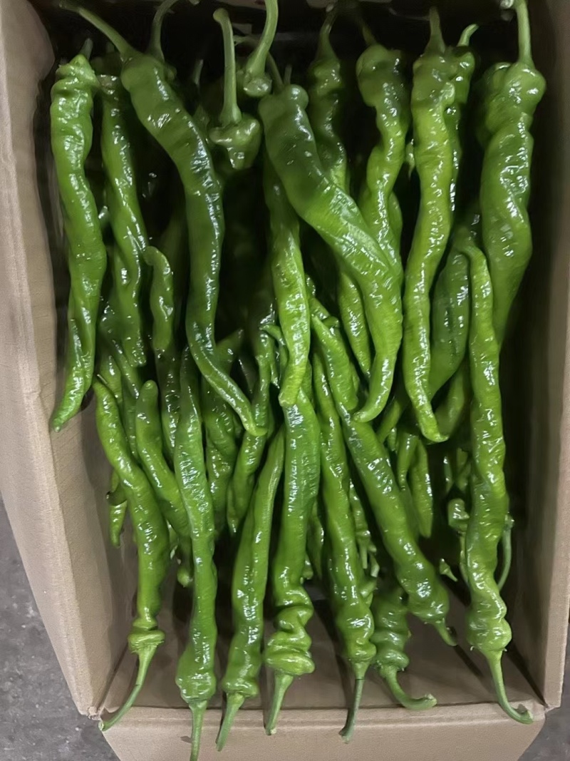 精品螺丝椒