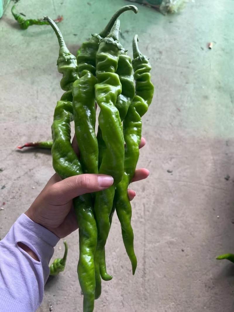精品螺丝椒