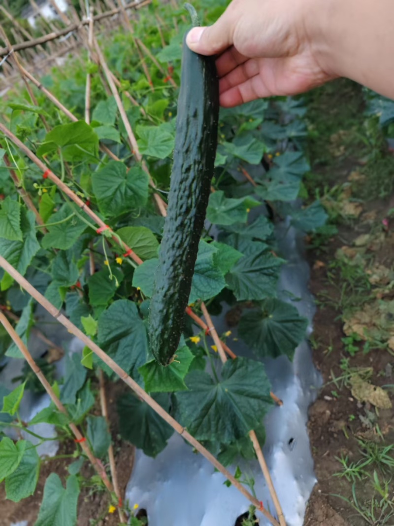 精品精密刺黄瓜