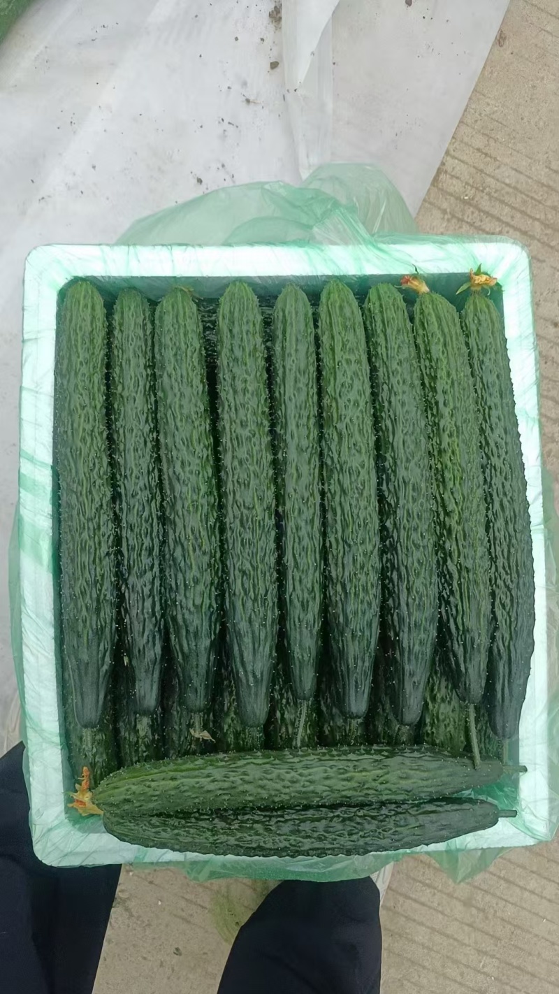 精品精密刺黄瓜