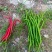 精品鸡肠椒