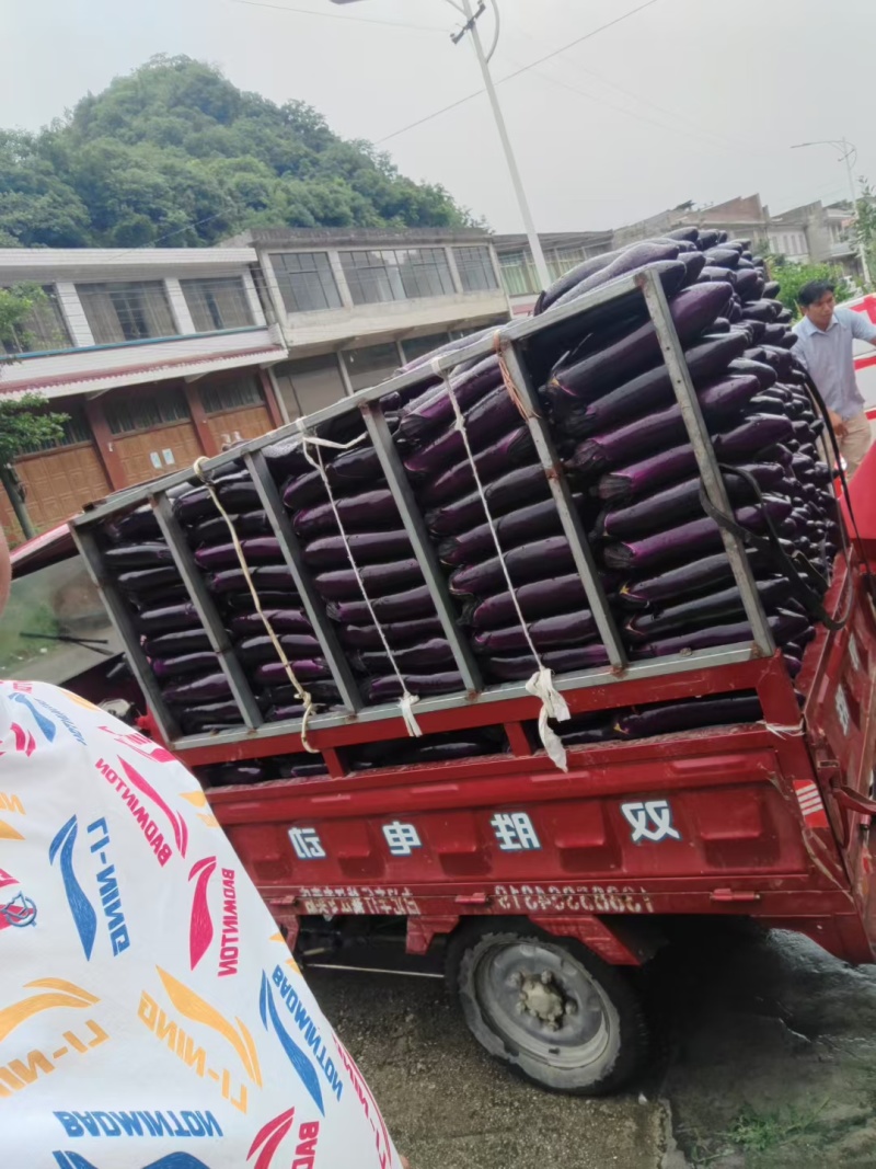 精品烧烤茄