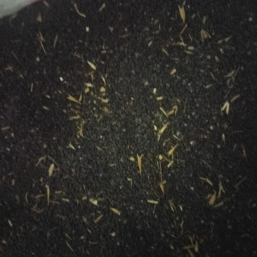 罗平油菜仔