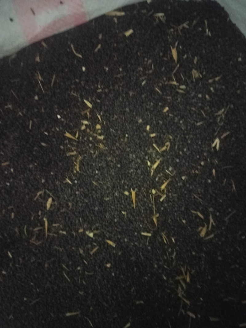罗平油菜仔