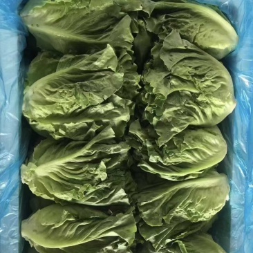生菜
