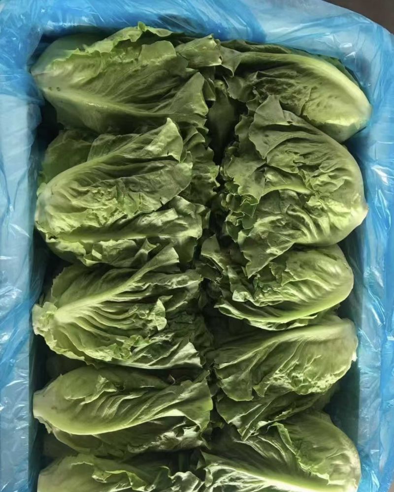 生菜