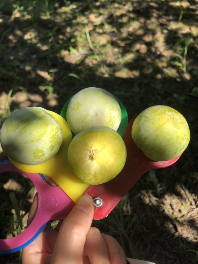 万州高山青脆李