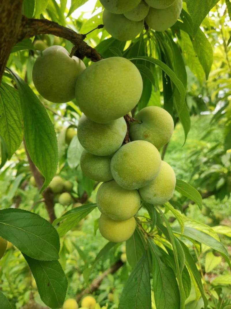万州高山青脆李