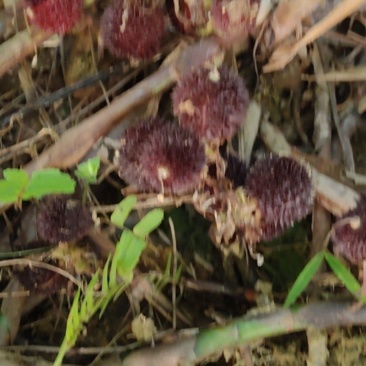 沙仁果
