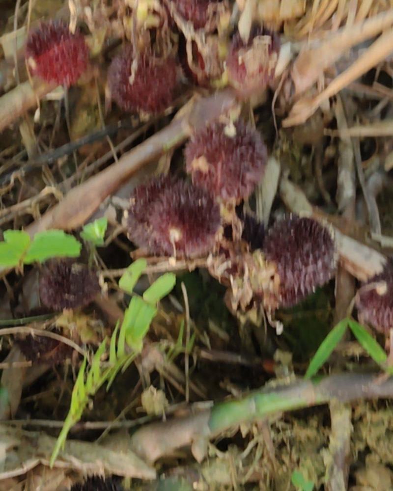 沙仁果