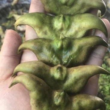 菱角