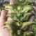菱角