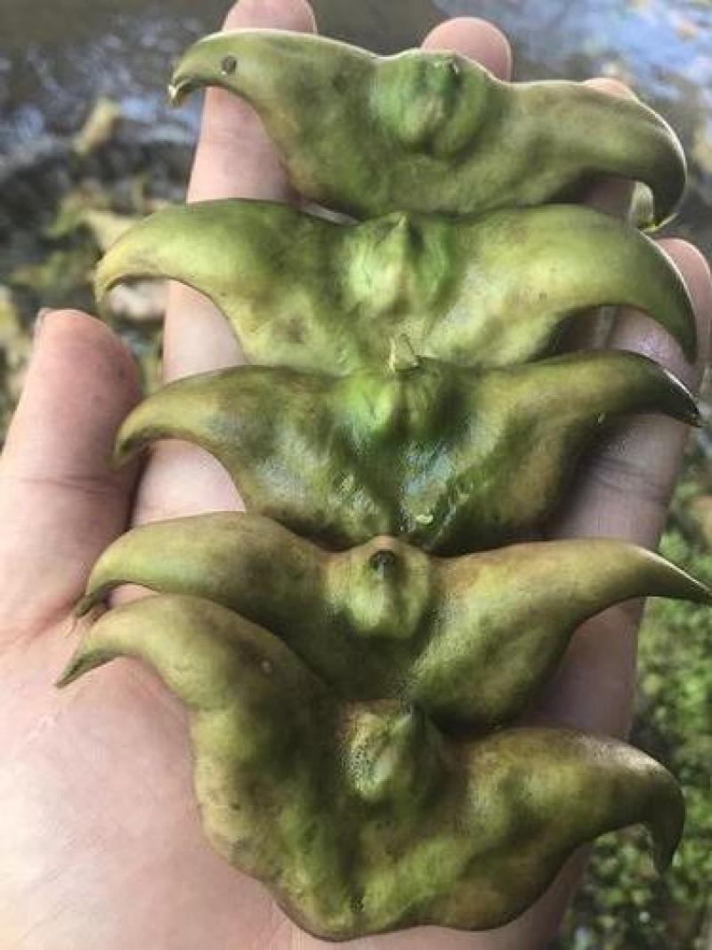 菱角