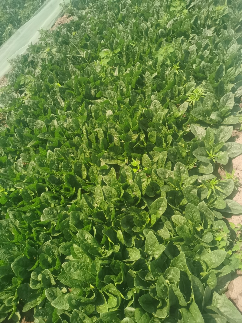 菠菜