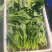 菠菜
