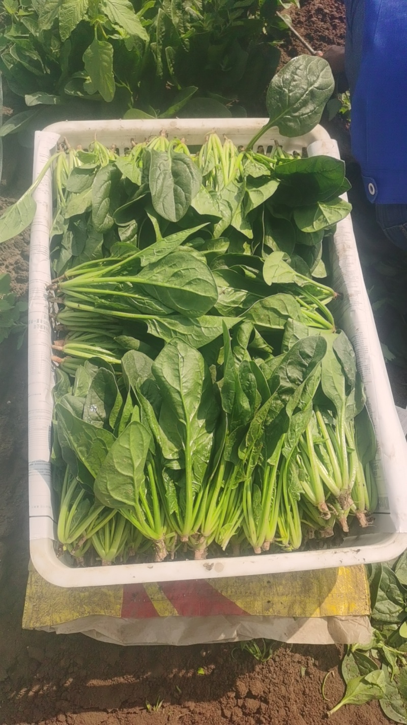 菠菜