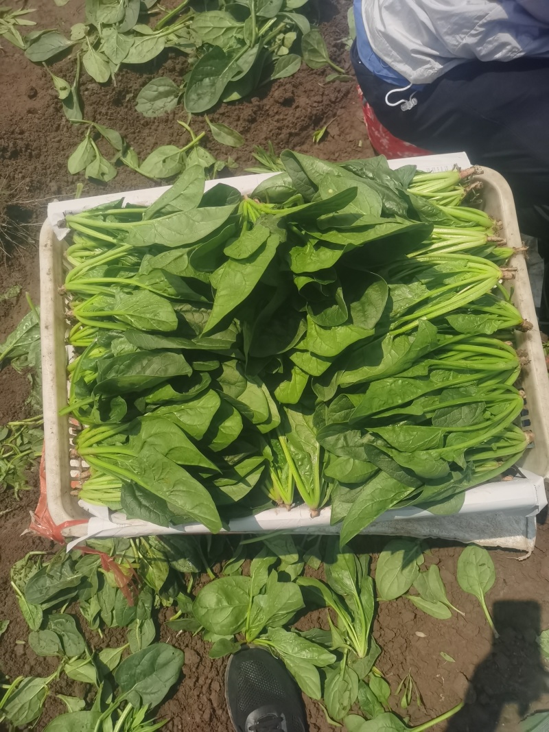 菠菜