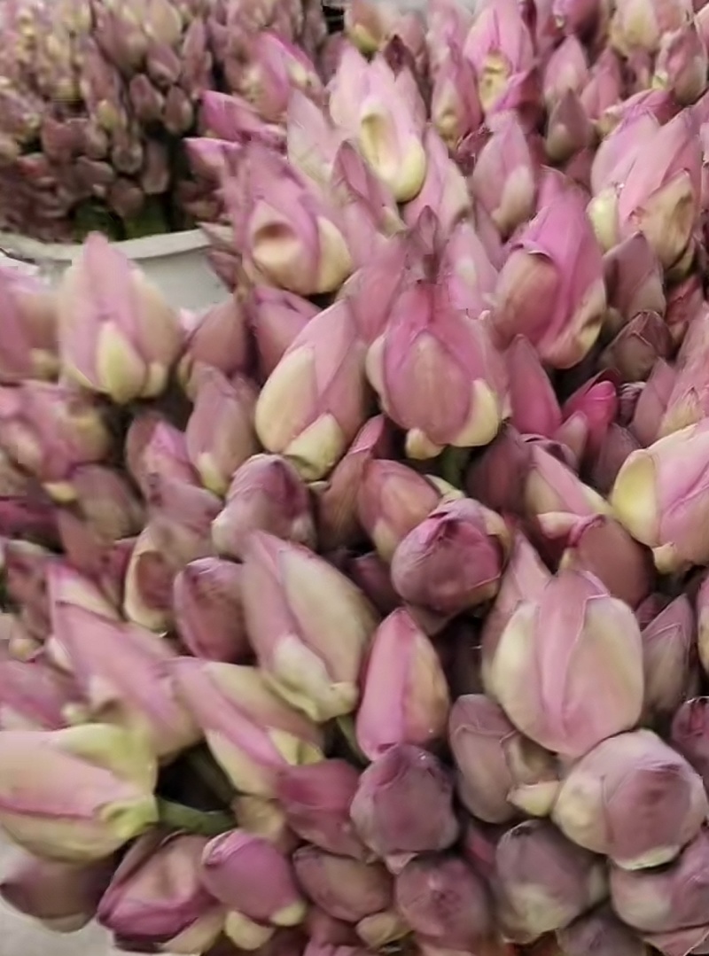 荷花花瓣花苞