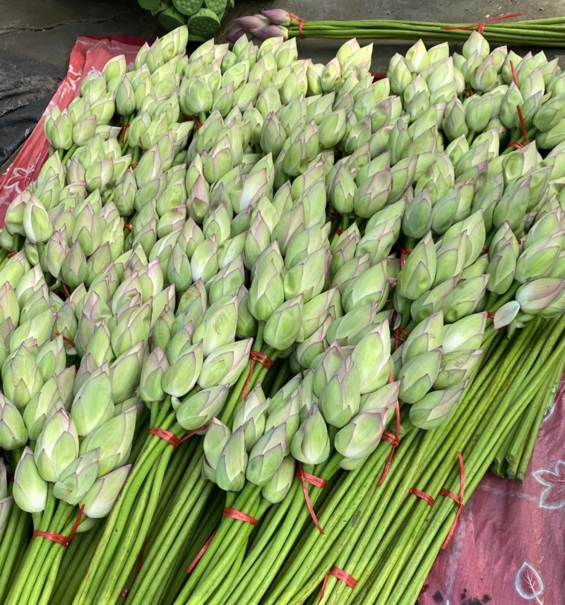 荷花花瓣花苞
