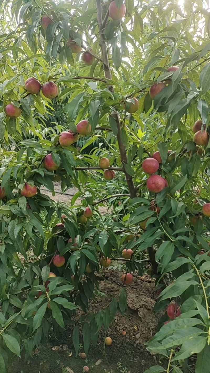 珍珠枣油桃6号，黄肉，利核。