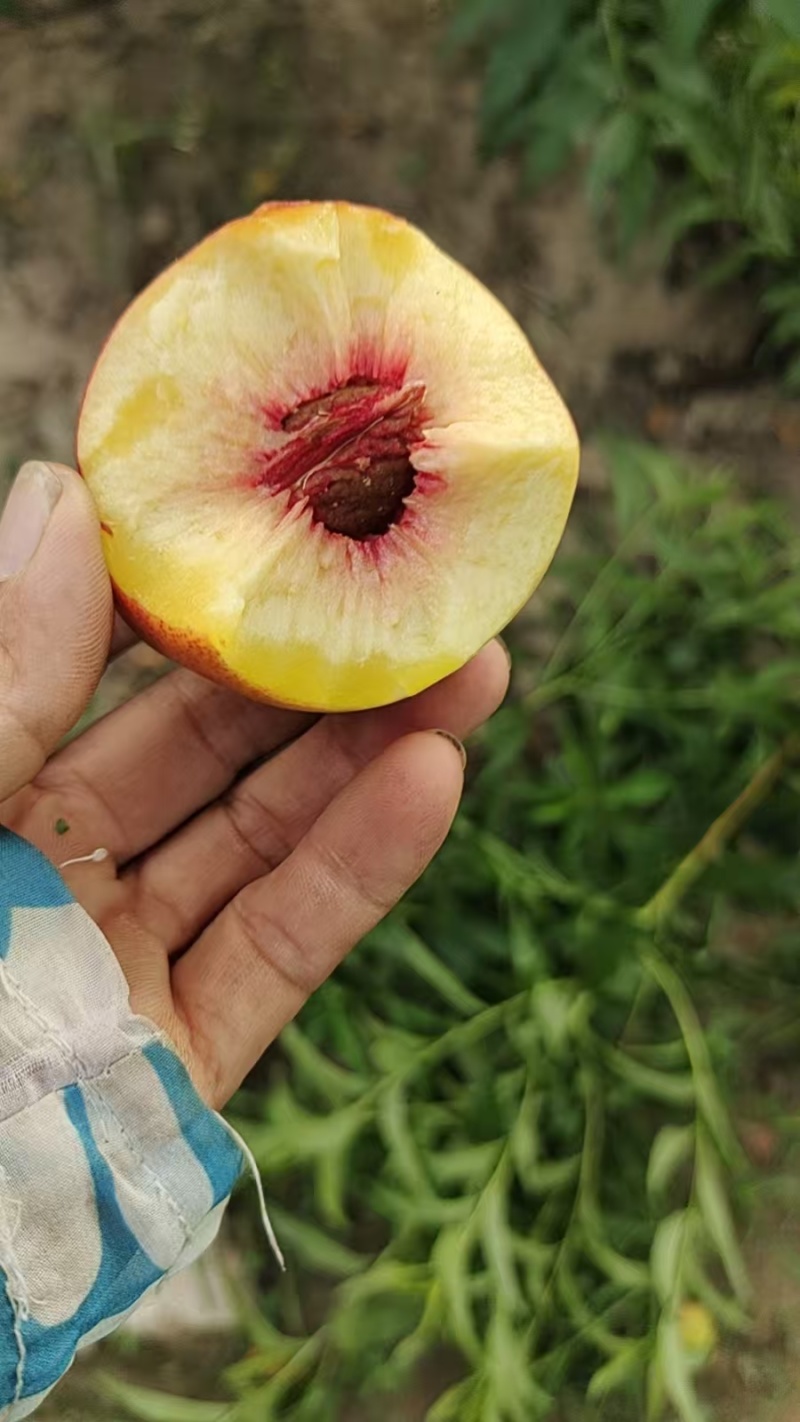 珍珠枣油桃6号，黄肉，利核。