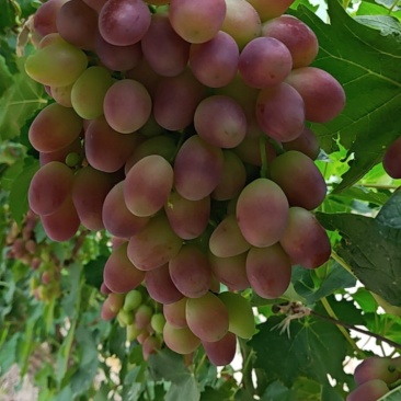 红马奶，里扎马特