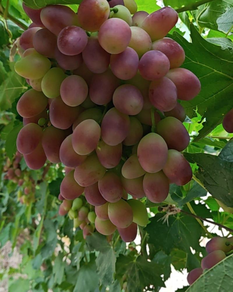 红马奶，里扎马特
