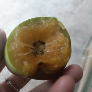 重庆奉节县脆李