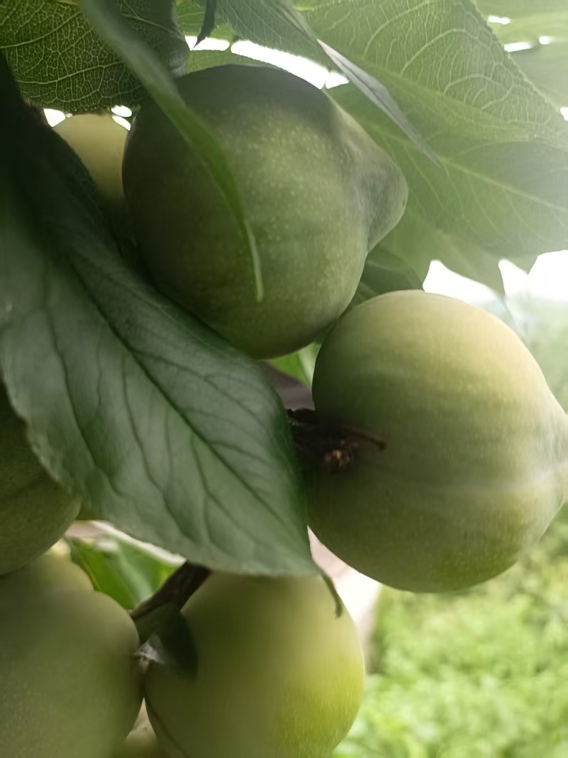 重庆奉节县脆李